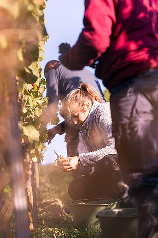 Weingut Winter
