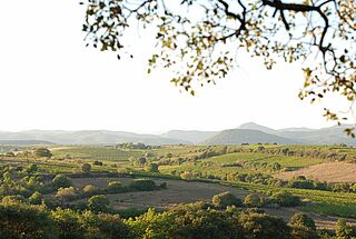 Blick über die Weinberge bei der Domaine Les Aurelles