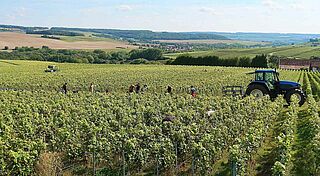 Weinfeld Vallée de la Marne