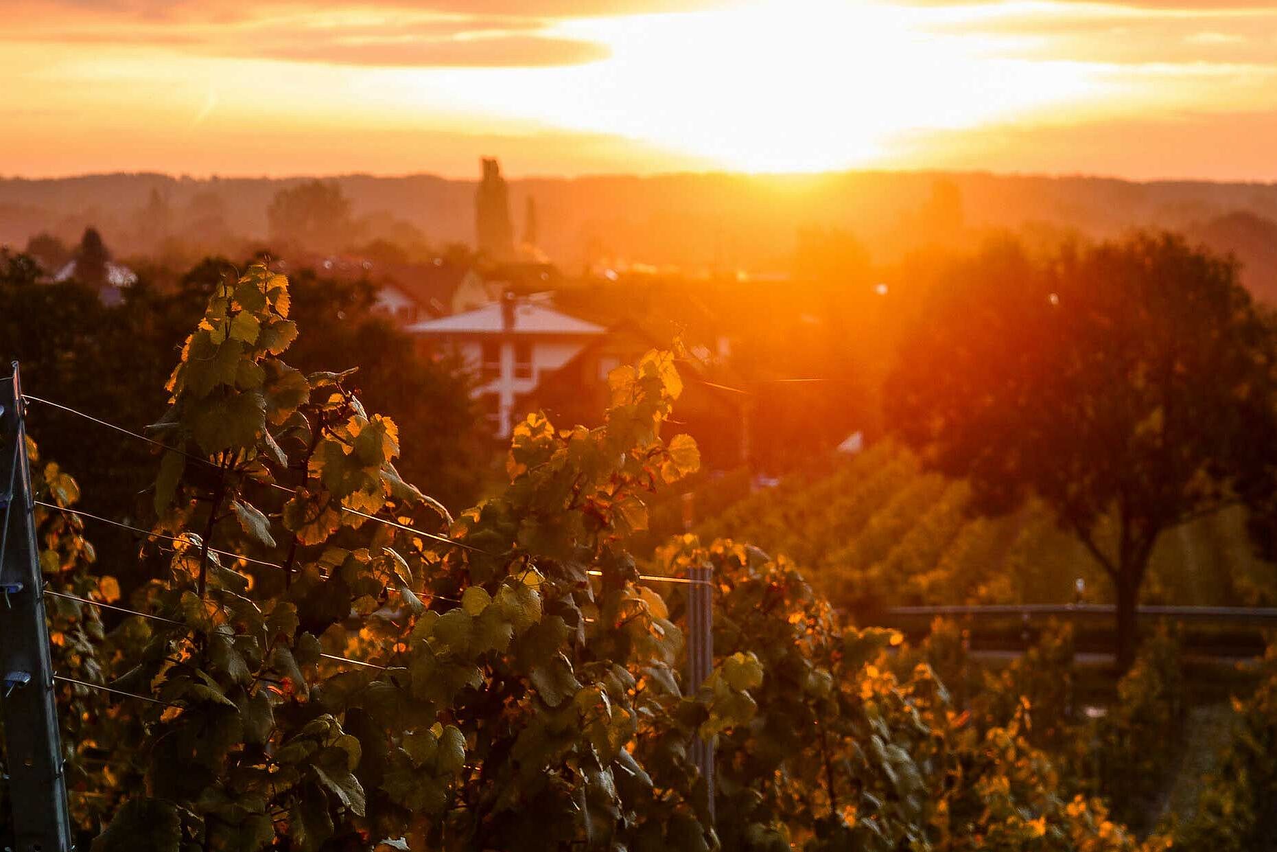 Weinberge auf dem Feld