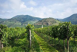 Weingut, Weinberge FX Pichler