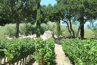Forman Vineyards