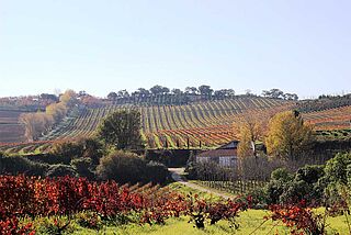 Quinta do Monte d'Oiro Quinta do Monte d'Oiro