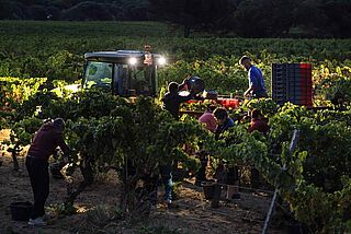 Weinlese Minuty