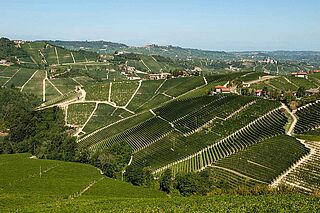 Weinberge und Weinfeld Pio Cesare