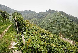 Weinberge und Weinfelder des Weinguts Casa Coste Piane