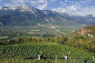 Weinfeld und Weinberge Cantina Terlan, Weinlese