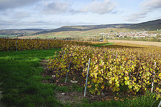 Weinberge von Tarlant
