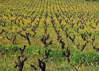 Weinfeld bei der Domaine Les Aurelles