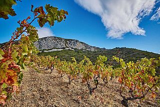 Weinberge, Steile Hänge der Domaine des Soulanes