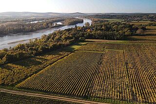Weingut Moreux