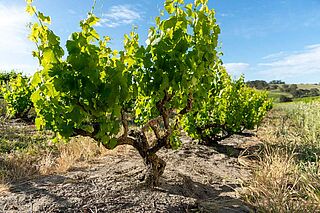 Rebstock auf dem Weinfeld