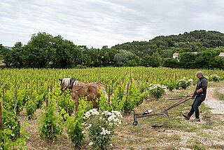 Famille Perrin