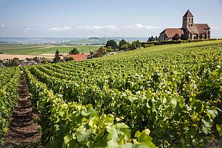 Blick über die Weinfelder beim Weingut Bollinger