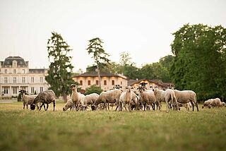 Chateaux Giscours