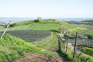 Weinberge von Inama
