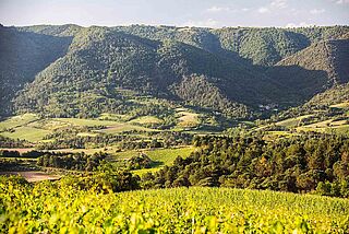Weinfelder der Weinregion Limoux