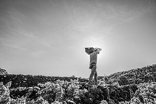 Weinfeld der Azores Wine Company Weinlese auf dem Weinfeld der Azores Wine Company