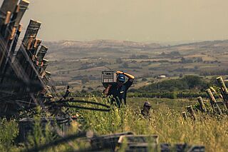Arbeit im Weinberg Michelini i Mufatto Uruguay