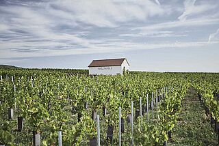 Weinberge von AR Lenoble Weinberge von AR Lenoble