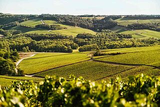 Weinberge bei Philipponnat