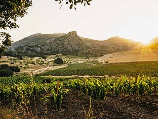 Blick auf die Weinfelder