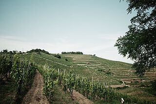Chapoutier Weinberge