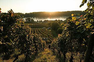 In den Weinbergen von Kissinger Bähr