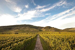 Weinfeld und Weinberge der Domaine Weinbach