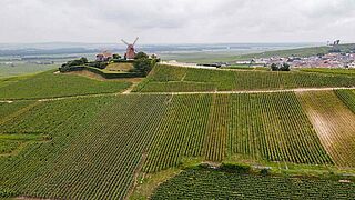 Weinfeld mit Windmühle Montagne de Reims