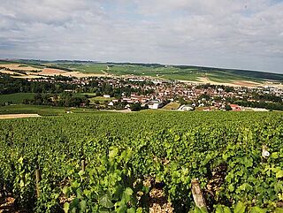 Frankreich, Chablis - Weingut, Weinfeld Frankreich, Chablis - Weingut, Weinfeld