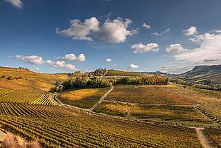 Weinberge von Prunotto