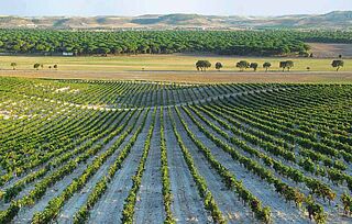 Weinfeld Bodegas Telmo Rodriguez Lanzaga