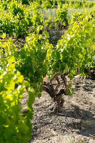 Rebstöcke des Weinguts