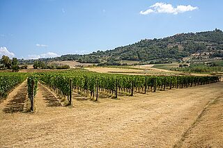 Valdicava Weinberge