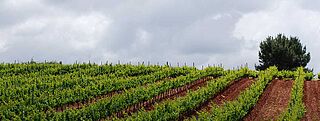 Weinfeld Vinos Valtuille