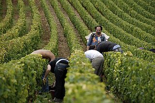 Feldarbeit bei Domaine de Chevalier Feldarbeit bei Domaine deChevalier