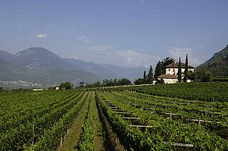 Weinberge Cantina Terlan und Weinfeld bei blauem Himmel