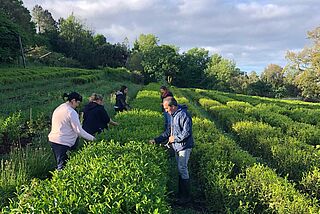 Teeplantage