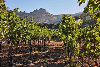 Weinberge von USA Californien Stags Leap Wine Cellars