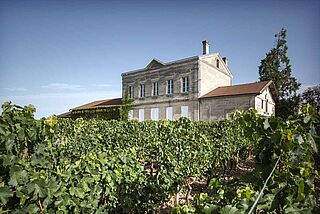 Weinfeld der Domaine de L’Eglise bei blauem Himmel