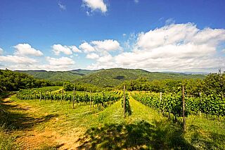 Blick auf die Weinfelder bei Petrolo