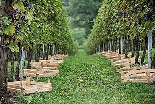 Bertani