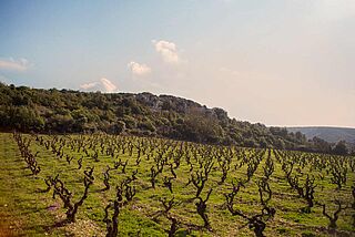 Weinberge in Corbieres