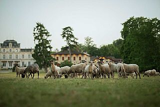 Schafe bei Giscours Schafe bei Giscours