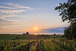 Sonnenaufgang auf dem Weinfeld Ernst Triebaumer