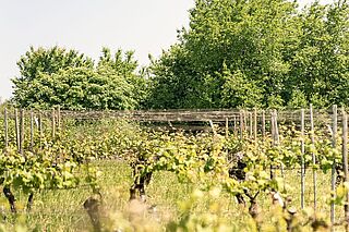 Weinberge Eva Fricke