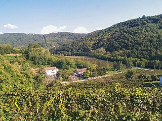 Blick auf die Weinfelder und das Weingut