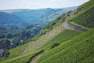 Weinberg von Emrich Schönleber Weinberg von Emrich Schönleber