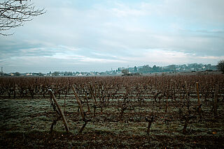 Weinberg Domaine Filliatreau